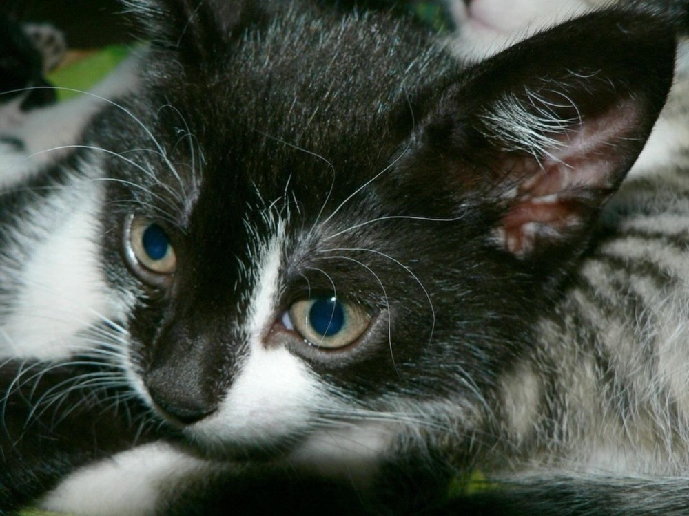くつろぐ子猫