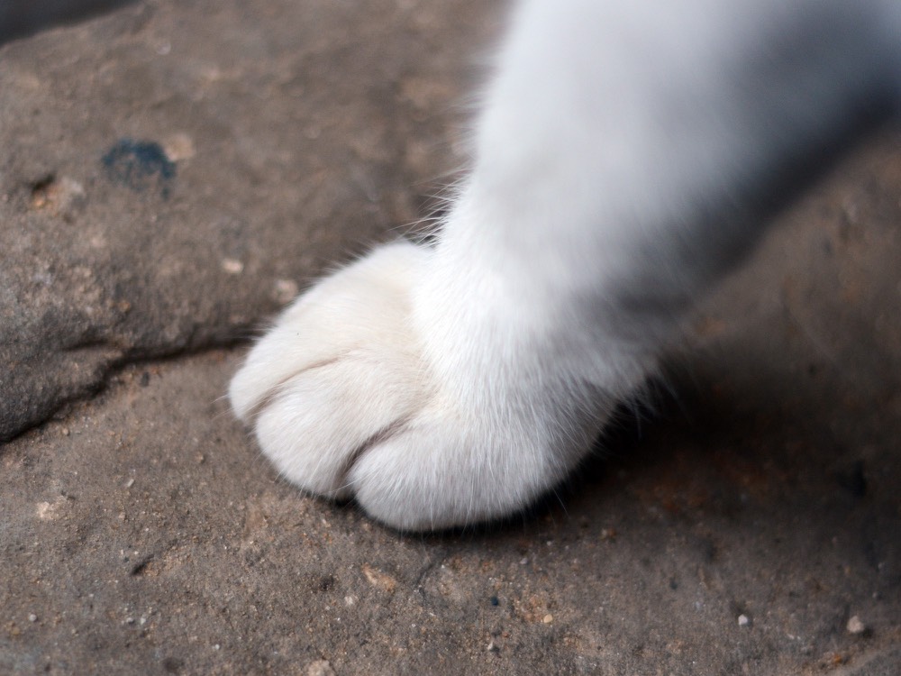 猫の肉球アップ