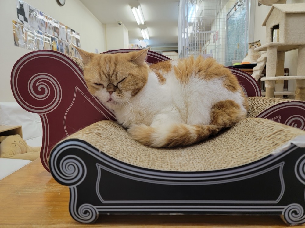 専用ソファでくつろぐ猫