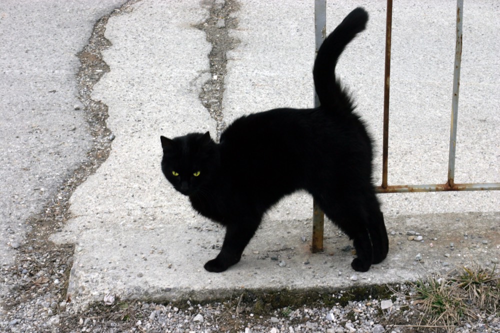 くろまめ(黒猫)