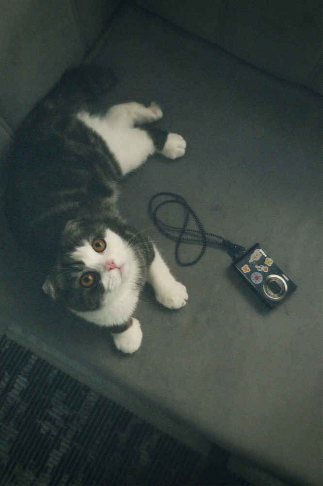 カメラの横にいる猫チェキ撮影のイメージ
